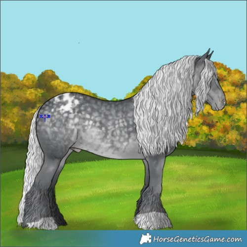 Horse Color:Silver Black Chinchilla Blanket Rabicano 