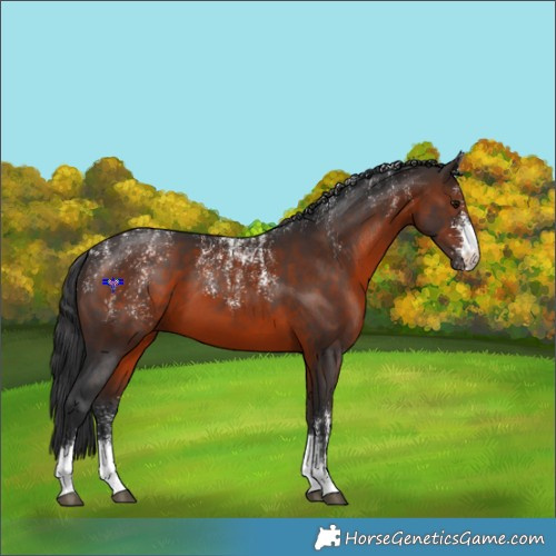 Horse Color:Powder White Brown Sabino 