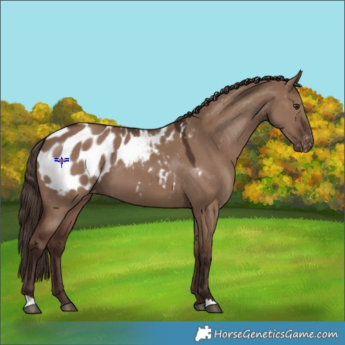 Horse Color:Liver Red Dun Appaloosa 