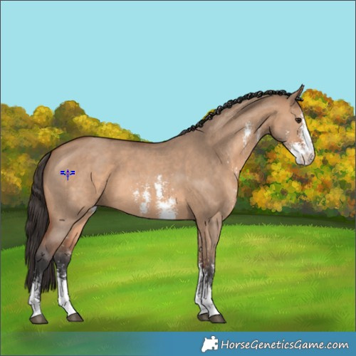 Horse Color:Bay Dun Sabino 