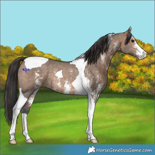 Horse Color:Bay Dun Sabino Tobiano Rabicano 