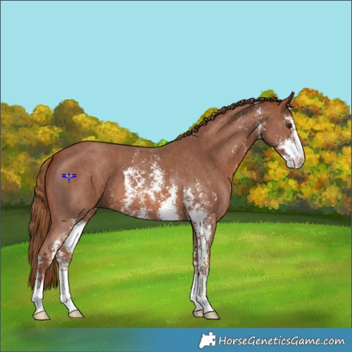 Horse Color:Chestnut Sabino 