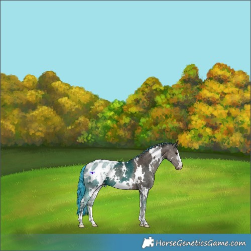 Horse Color:Painted White Spotted Silver Black Appaloosa Rabicano 