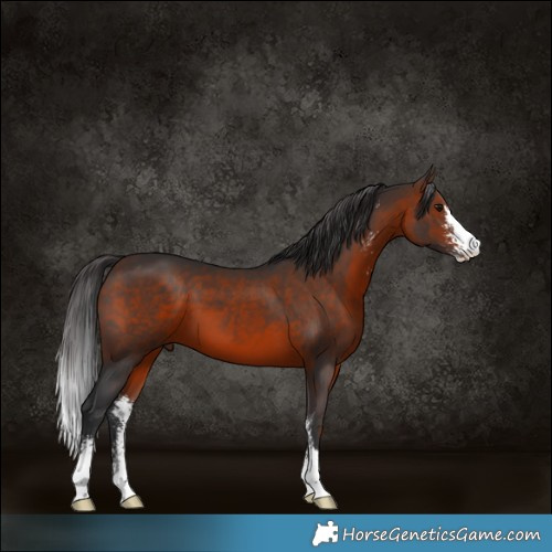 Horse Color:Brown Sabino 