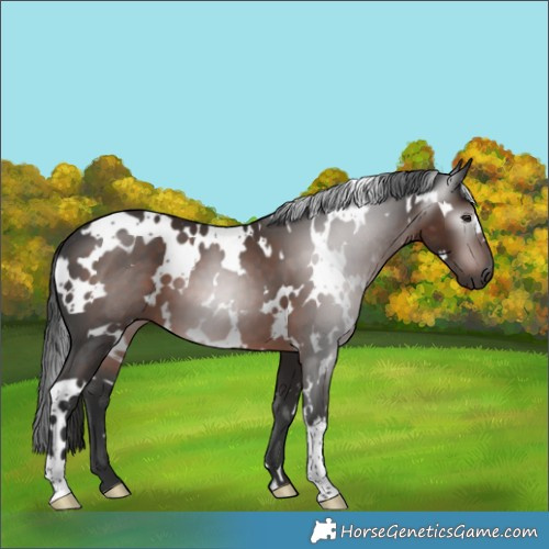 Horse Color:Gray White Spotted Liver Chestnut 