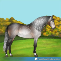Horse Color:Gray Brown