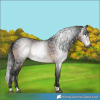 Horse Color:Gray Brown 