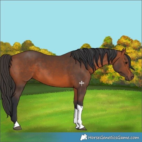 Horse Color:Bay Tobiano 
