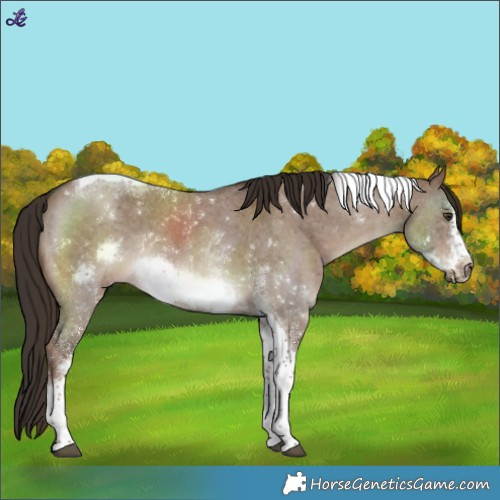 Horse Color:Liver Red Dun Sabino Tobiano Frame Rabicano 