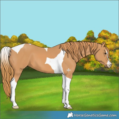 Horse Color:Chestnut Tobiano 