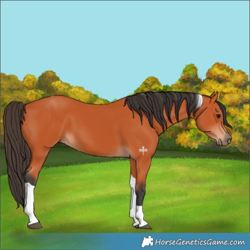 Horse Color:Bay Tobiano 