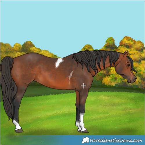 Horse Color:Bay Tobiano 