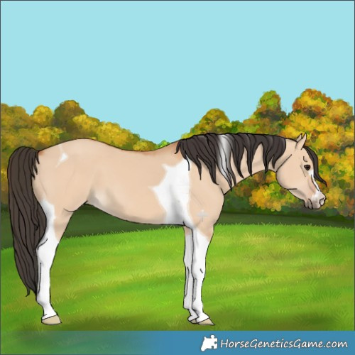 Horse Color:Bay Dun Tobiano 