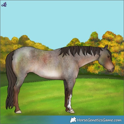 Horse Color:Liver Red Roan Sabino Rabicano 