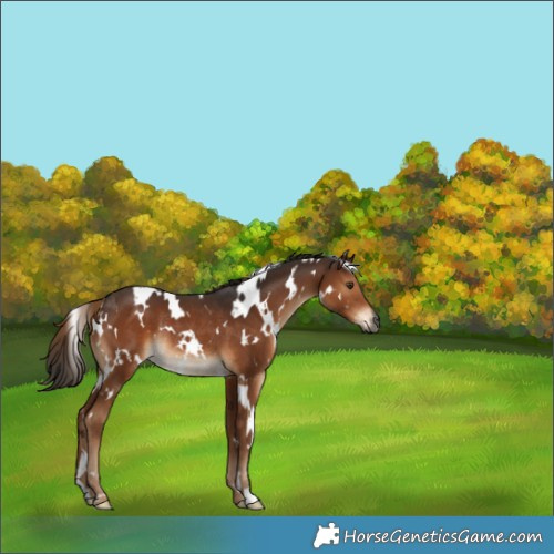 Horse Color:Gray White Spotted Liver Chestnut Rabicano 