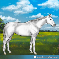 Horse Color:Gray Silver Blue Roan Splash Tobiano 