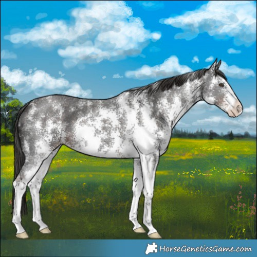 Horse Color:Liver Chestnut Sabino