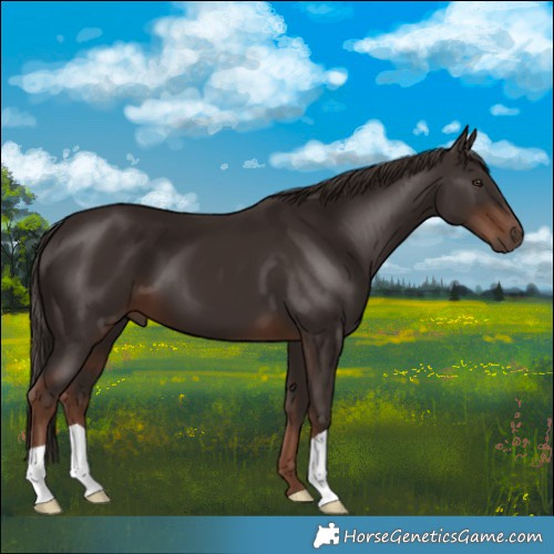 Horse Color:Liver Chestnut