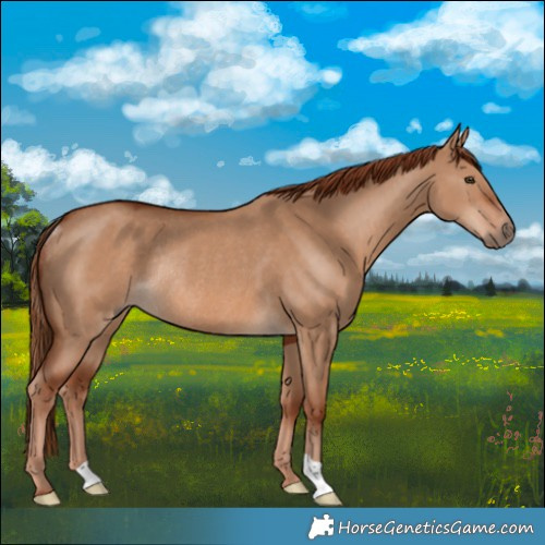 Horse Color:Red Dun Rabicano 