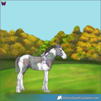 Horse Color:Nacre Black Ice Splash Tobiano