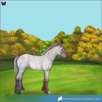 Horse Color:Gray Nacre Silver Grullo Roan 