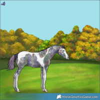 Horse Color:Gray Nacre Black Ice Splash Tobiano 