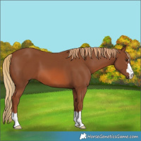 Horse Color:Chestnut 