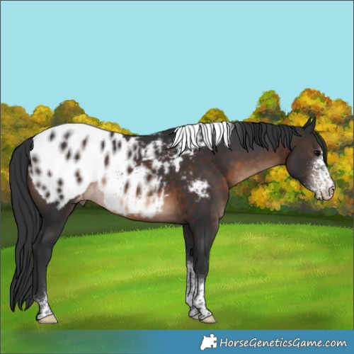 Horse Color:Brown Sabino Tobiano Appaloosa Rabicano 