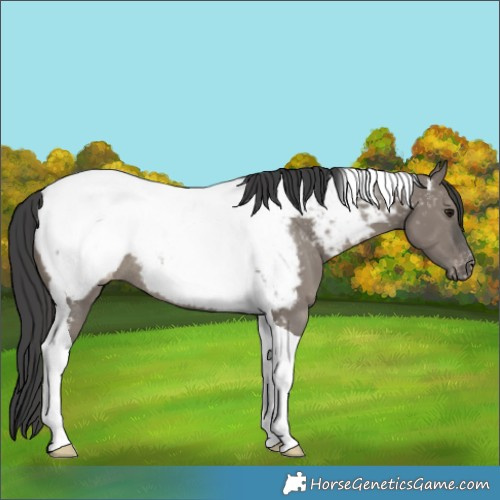 Horse Color:Grullo Tobiano Appaloosa Rabicano