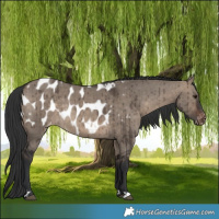 Horse Color:Brown Dun Blanket Brindle 
