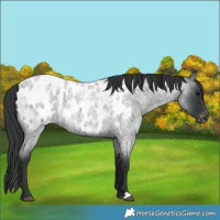 Horse Color:Blue Roan Near Leopard 
