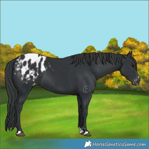 Horse Color:Black Blanket 