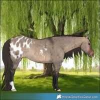 Horse Color:Brown Dun Blanket Rabicano Brindle 
