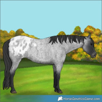 Horse Color:Blue Roan Blanket 