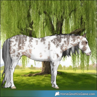 Horse Color:Brown Dun Sabino Rabicano Brindle 