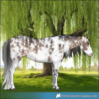 Horse Color:Brown Dun Sabino Brindle 