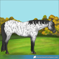 Horse Color:Blue Roan Appaloosa 