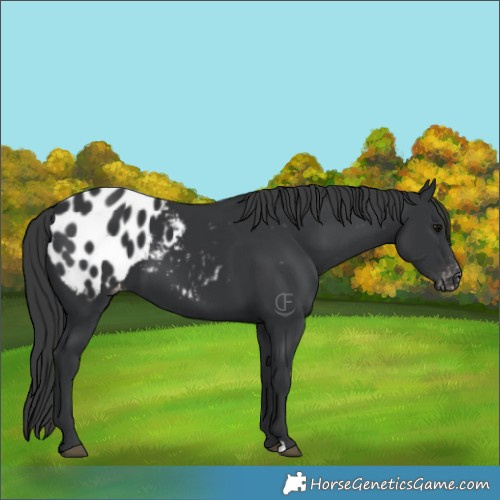 Horse Color:Black Appaloosa 