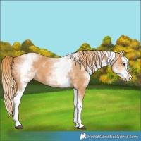 Horse Color:White Spotted Chestnut Splash 