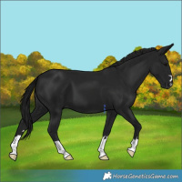 Horse Color:Gray Black 