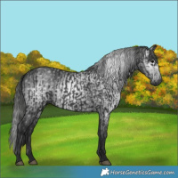 Horse Color:Black and Gray Black