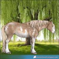 Horse Color:Chocolate Palomino Sabino Snowflake Varnish Rabicano 