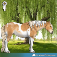 Horse Color:Palomino Tobiano Rabicano 