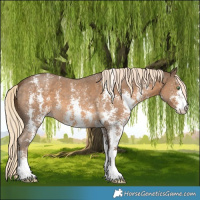 Horse Color:Chocolate Palomino Sabino 