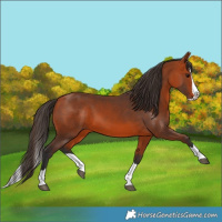 Horse Color:Bay Splash 
