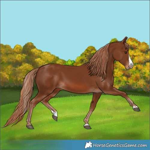 Horse Color:Chestnut Splash 