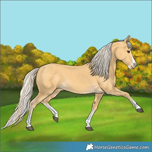 Horse Color:Palomino Splash 