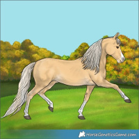 Horse Color:Palomino Splash 