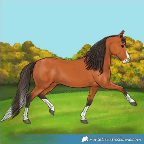 Horse Color:Bay Splash 