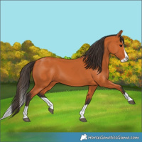 Horse Color:Bay Splash 